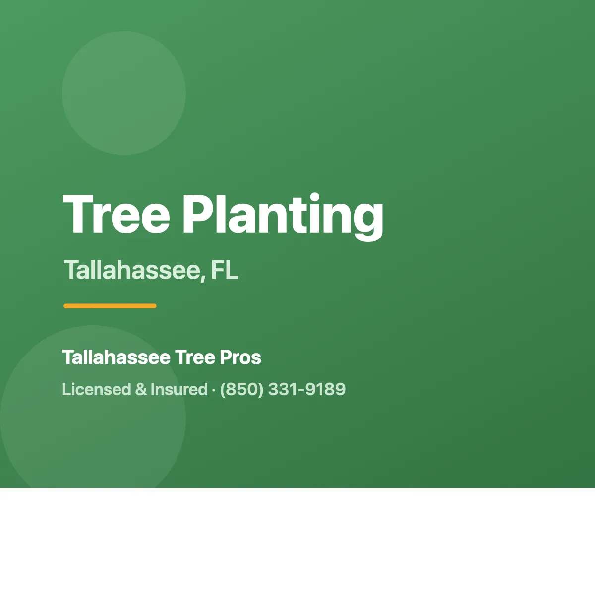 Newly planted tree in a Tallahassee FL yard