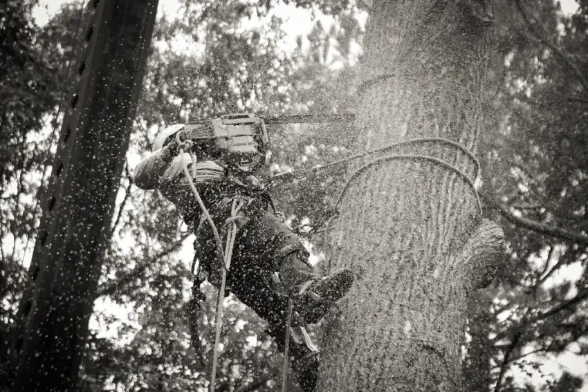 Professional tree removal near home in Tallahassee FL